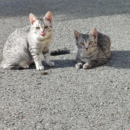 Vakantiehuis Kauschlerhof *