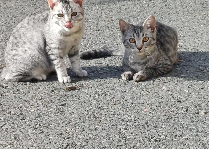 بيت للعطل Kauschlerhof *